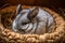 A quiet and reserved chinchilla snuggled up in a ball - This chinchilla is snuggled up in a ball, enjoying some relaxation time in