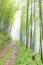 Quiet road in the bamboo forest