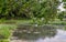 Quiet rural duck pond