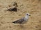 A quiet seagull on a beach