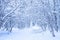 Quiet snow day on a park. White trees, bushes and road in a forest.