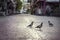 Quiet street in the morning. three pigeons freely walk along the atmospheric sidewalks of paving stones, on a deserted
