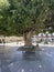 The quiet streets of the island\\\'s capital Santa Cruz de la Palma. Vintage balconies, beautiful houses, paving stones