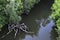 Quiet summer evening on the river. Reflection of a green and sunken tree branches in the mirrored surface of the water