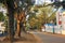 A quiet tree lined street in the town of Bolpur in West Bengal