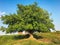 Quiet view of large green tree growing in the field