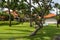 Quiet village lane with lush vegetation in Bali