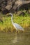 Quiet white heron on a lake