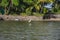 Quiet white heron on a lake