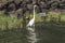 Quiet white heron on water in detail