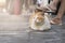 A quiet white and red cat sits on the sidewalk at the feet of the owner