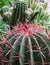 Quills and prickly cactus spines of a dangerous succulent plant