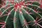 Quills and prickly cactus spines of a very dangerous succulent p