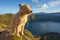 Quilotoa with Dog at Sunrise, Ecuador