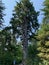 Quinault Big Sitka Spruce Tree