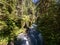 Quinault River Flowing Through Lush Forest, Olympic National Park