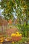 Quince autumn harvest, full basket of quince in the garden