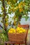 Quince autumn harvest, full basket of quince in the garden