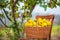 Quince autumn harvest, full basket of quince in the garden