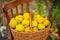 Quince autumn harvest, full basket of quince in the garden