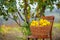 Quince autumn harvest, full basket of quince in the garden