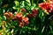 Quince bloom in spring. pink flowers on a bush with green leaves. macro photo