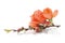 Quince branch with flower