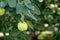 Quince on branch. Organic apples of natural quince on tree for autumn. Quince in rustic garden. An apple on a tree in an autumn ga