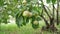 The quince Cydonia oblonga is a deciduous trees a pomefruit. Harvest in the garden, selective focus