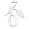 Quince Cydonia oblonga fruit tree branch