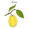 Quince Cydonia oblonga fruit tree branch
