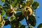 Quince Cydonia oblonga. Ripe fruit quinces on tree. Fruits on background sky.