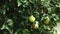 Quince, Cydonia oblonga tree, swaying in the wind