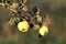 Quince deciduous tree with three pome fruits on single branch growing until ripe surrounded with green and brown leaves in local