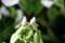 Quince flower bud blooming in a garden in spring, delicate pink flowers against the background of green foliage