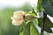 Quince flower with green fruit