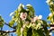 Quince flowers blossom. Cydonia oblonga close up flowers isolated