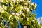 Quince flowers blossom. Cydonia oblonga close up flowers isolated