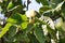 Quince flowers with small fruit