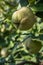 Quince with fluffy peel on a branch close-up