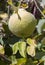 Quince foliage with ripening fruit