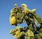 Quince foliage and ripening fruit