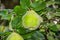 Quince foliage and ripening fruit