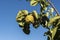 Quince foliage and ripening fruit