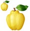 Quince fruit. Cartoon vector icon isolated