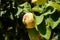 Quince Fruit Or Cydonia Oblonga With Green Leaves Bathing In Sunlight Ready To Be Harvested During Autumn