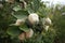 Quince fruit hanging branches tree