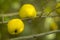 Quince fruit on the mole. Shrub with yellow quince fruits.