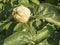 Quince fruit on the tree