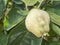 Quince fruit on the tree_near